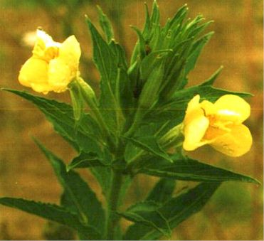 Evening Primrose Oenothera spp